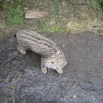 Bobcat