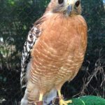American Kestrel