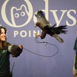 Animal Keeper with Hawk