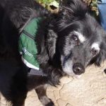 Service Dog