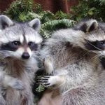 Raccoons