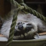 Raccoon