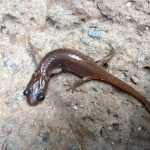 California Tiger Salamander