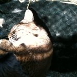 Bobcat