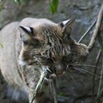 Bobcat