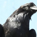 Raven