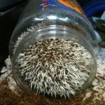 Hedgehog