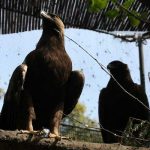 Golden Eagle