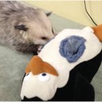 Opossum, Animal enrichment