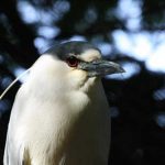 Black-crowned Night Heron