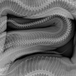 Animal x-rays