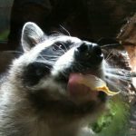 Raccoon