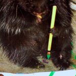 Animal painting by Peanut