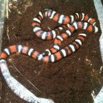 Mountain King Snake