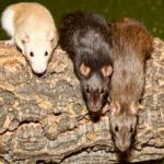 Three mice crawling