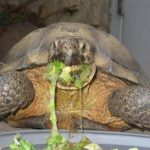Tortoise