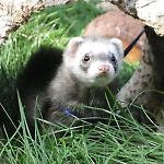 Cute ferret