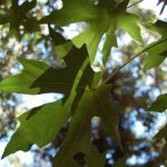 Leaves