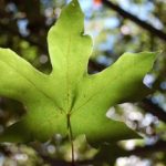 Leaf