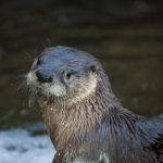 River otter, up close