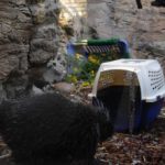 Porcupine at crate
