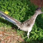 Roadrunner