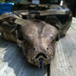 Boa constrictor