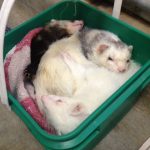 Ferrets sleeping in bin