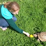 Girl feeding tortoise at CuriOdyssey on grass