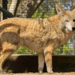 Sierra the coyote tribute
