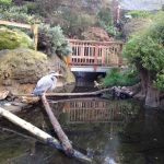 CuriOdyssey Great Blue Heron