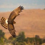 Picture of Harrier by Kevin Shoban