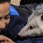 Child smiles at opossum
