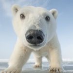 PBS Nature Video
