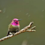 Hummingbird