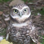 Burrowing Owl
