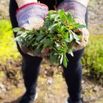 Volunteer holds plants in gloved hands