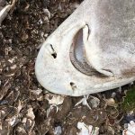 dead_leopard_shark_1