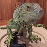 Green Iguana