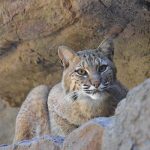 Bobcat lays down on rocks