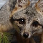gray fox