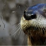 river otter Gunner at CuriOdyssey