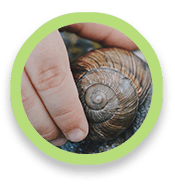 Hand holding a snail shell