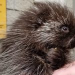 porcupine