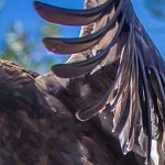 Golden eagle with wings outstretched