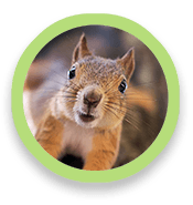 Squirrel's face