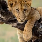Lion lying on tree branch
