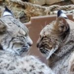 Two bobcats facing each other with eyes closed