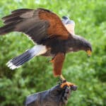 Harris's Hawk with wings outstretched, perched on glove