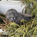 Great Great Owl Faora sitting on her nest.